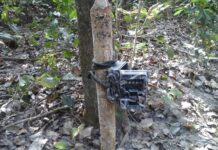 बाघ सर्वेक्षणमा प्रयोग भएका पाँच वटा क्यामरा चोरी