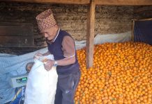 बागलुङमा २६ करोड ९० लाखको सुन्तला उत्पादन